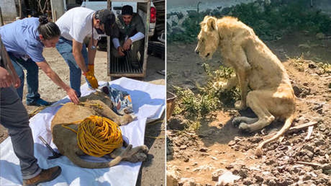 El inesperado hallazgo de un león con desnutrición durante la búsqueda de un desaparecido en México