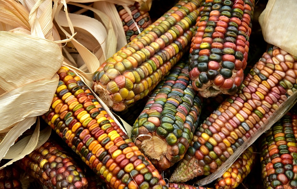 Algunas curiosidades del maíz que tal vez no conocías