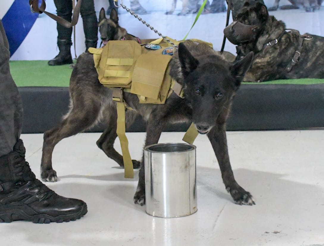 ¡Héroes de cuatro patas! Nezahualcóyotl estrena unidad canina para salvaguardar escuelas