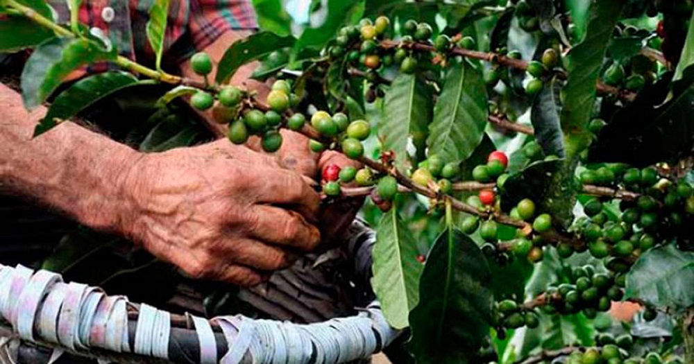 Con buenas perspectivas, inicia cosecha de café en Veracruz y otros estados productores