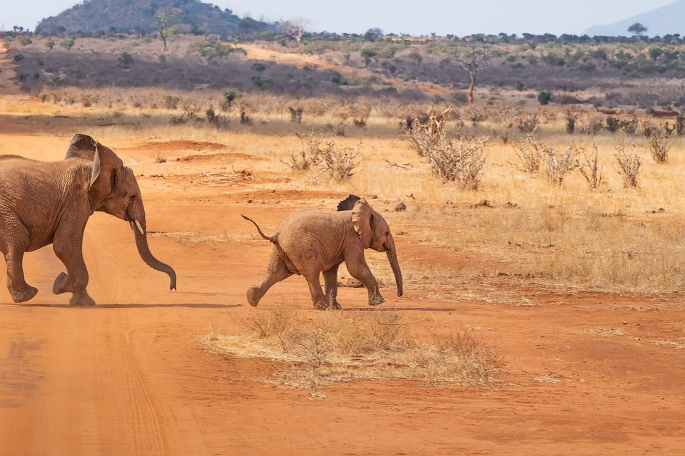 ¿Por qué los elefantes no pueden saltar?