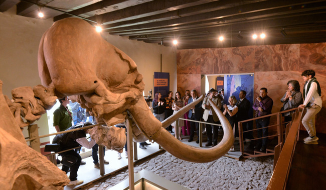 El mamut de Ecatepec volvió a casa, en renovado espacio museográfico