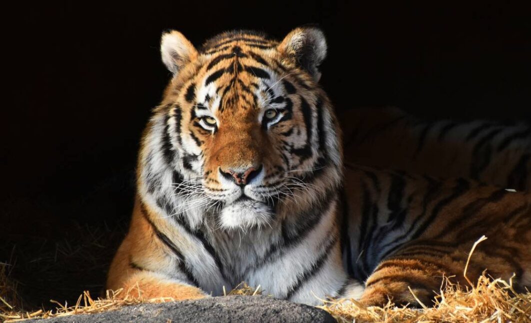 Día Mundial del Tigre: Concientizando sobre su caza Ilegal