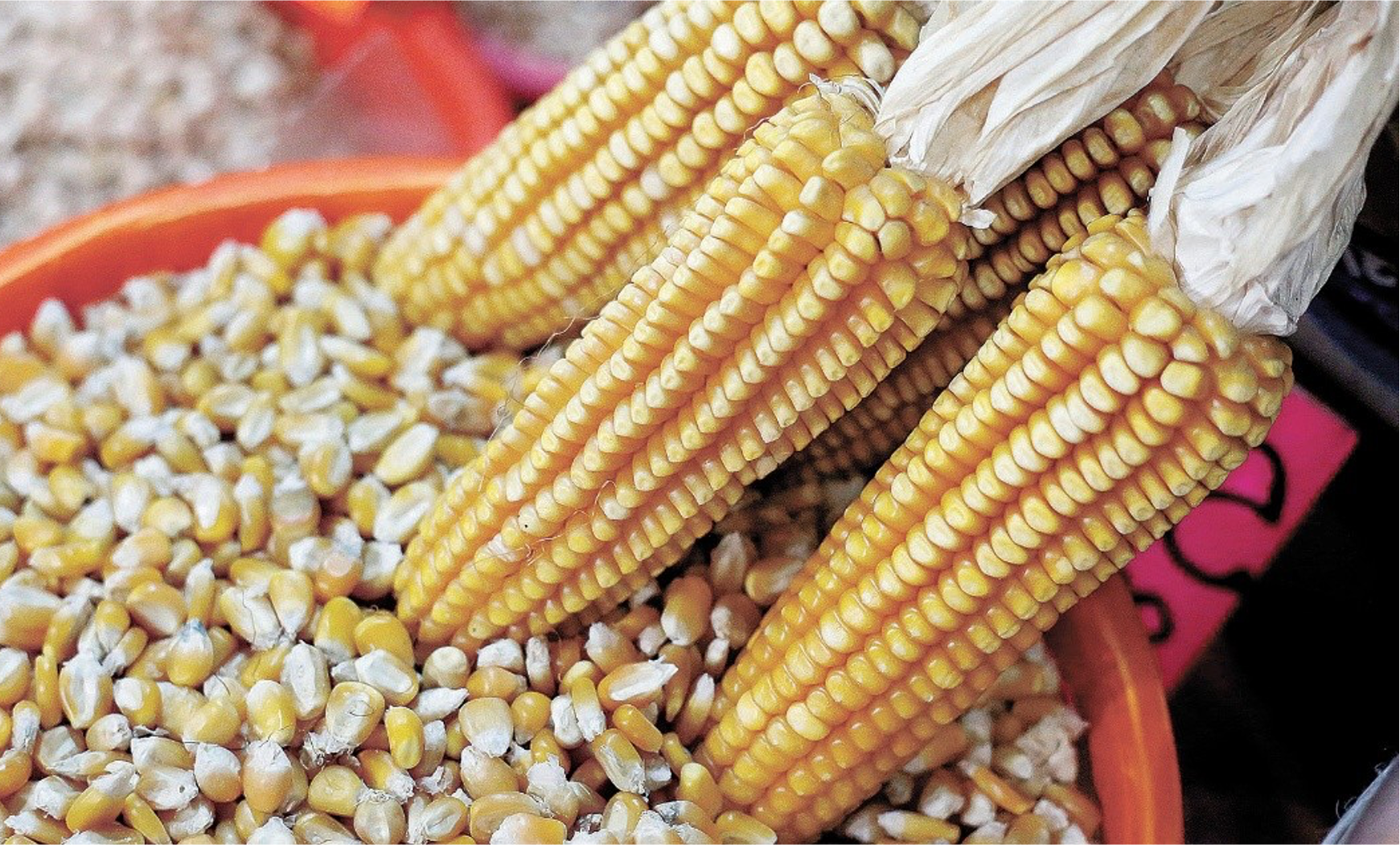 Estados Unidos rechaza solicitud de México para investigaciones científicas conjuntas sobre el maíz transgénico