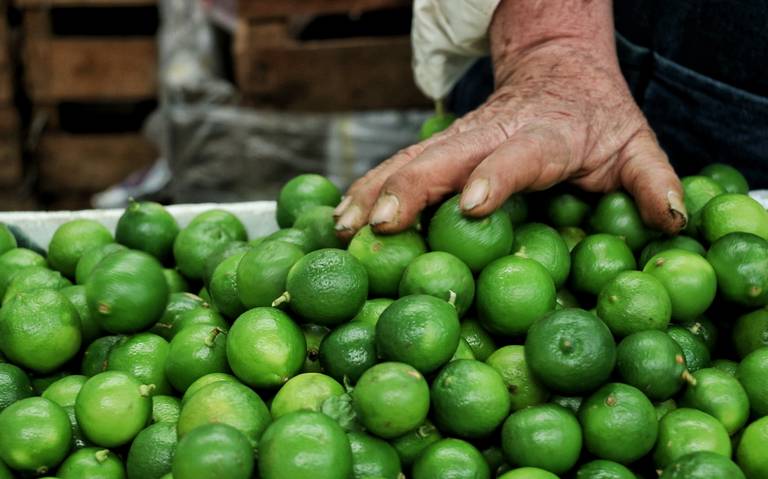 Limoneros de Michoacán suspenden producción por extorsión del crimen organizado