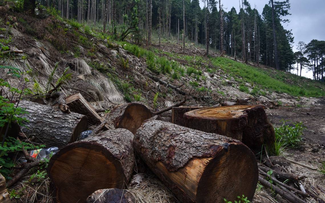 Mano dura contra la tala clandestina: La capital se pone verde