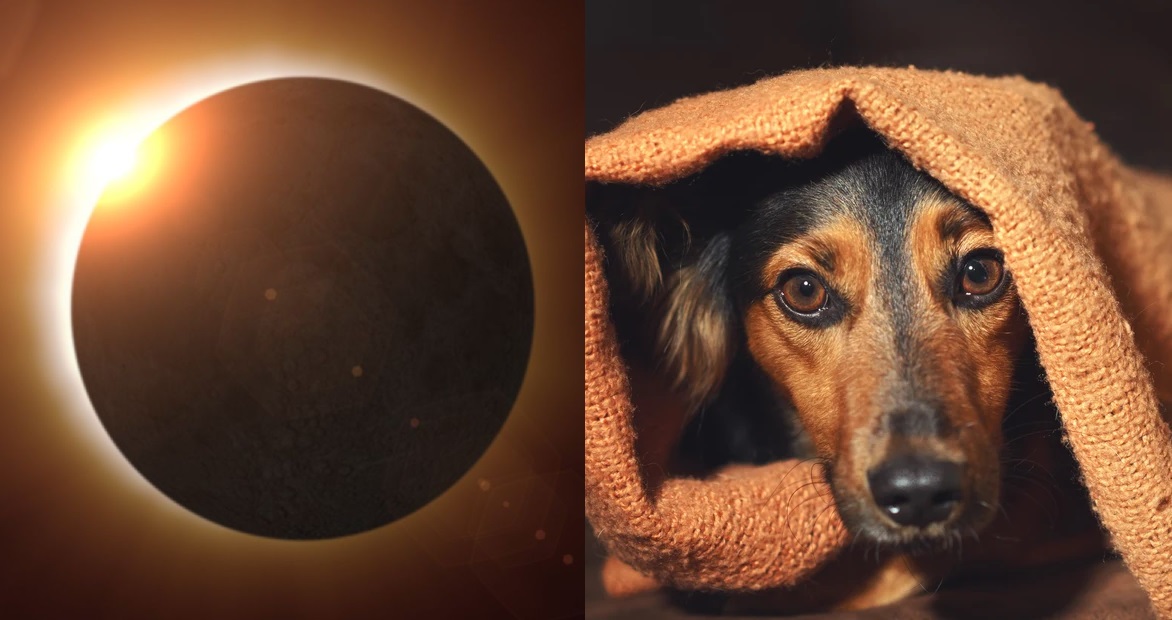 Eclipse y Fauna: El Impacto del Eclipse Solar en el Comportamiento Animal
