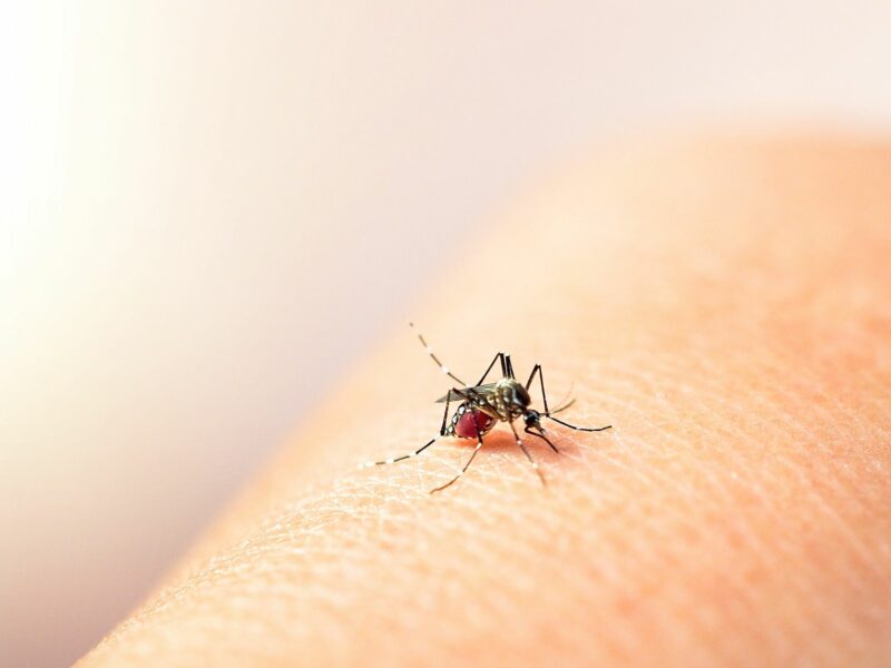 Dramático Aumento de Casos de Dengue en México Debido a Nueva Variante