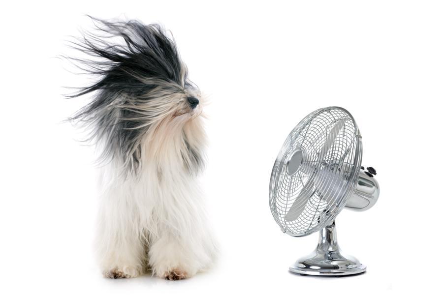 UNAM ofrece Consejos Vitales para proteger a nuestras mascotas del calor extremo