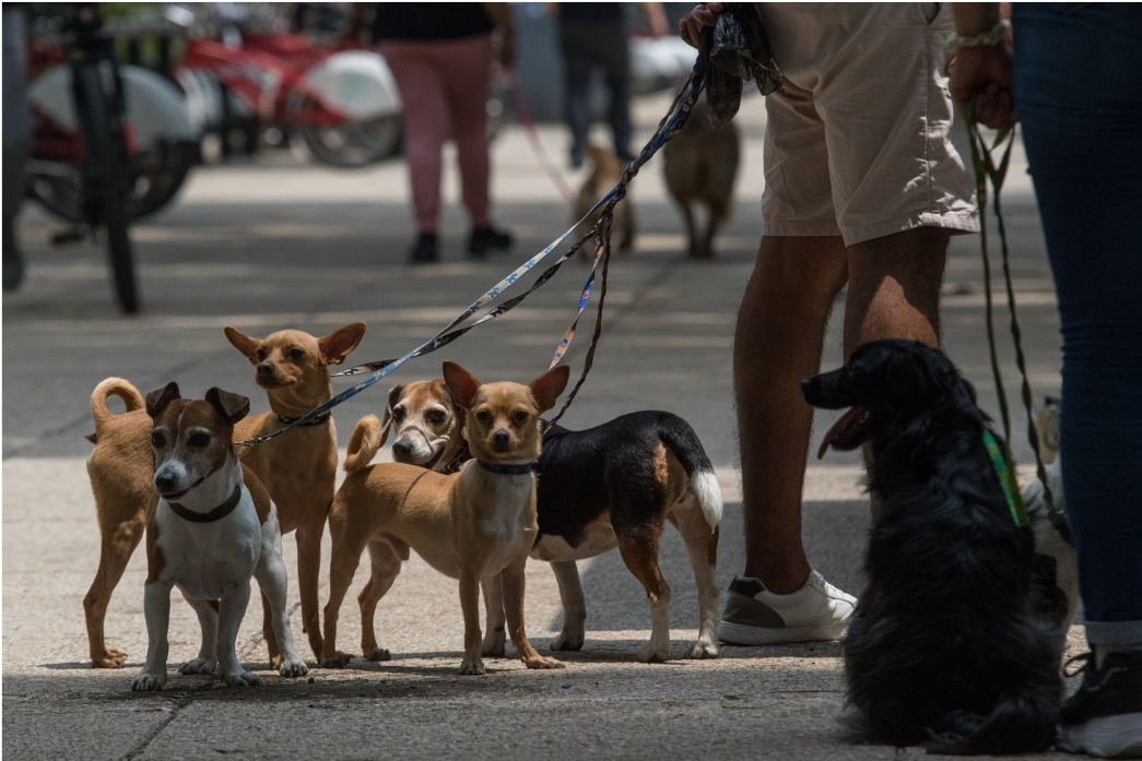 CDMX implementará registro obligatorio para mascotas: Una nueva era en la protección animal