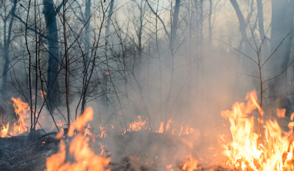 Emergencia en Cuernavaca: Incendio forestal amenaza viviendas en la Barranca del Tecolote