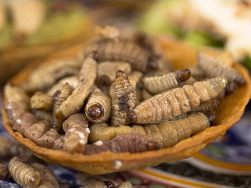 Alerta Culinaria: La gastronomía prehispánica y sus insectos en peligro de extinción