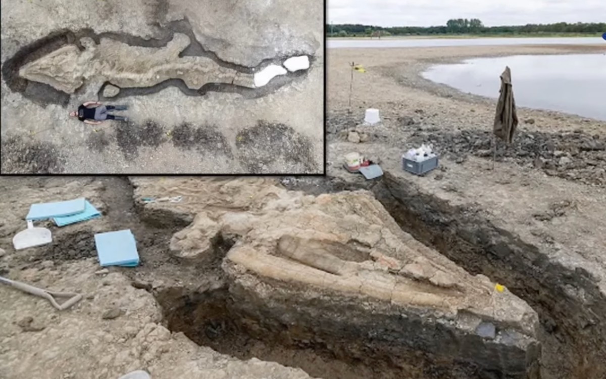 Descubrimiento en Somerset: Fósil de Reptil Marino Gigante Hallado por Joven Británica Podría Ser el Más Grande Jamás Registrado
