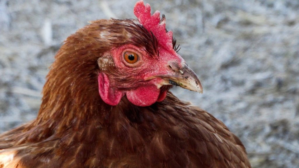 Las gallinas se sonrojan según sus emociones, señala un estudio