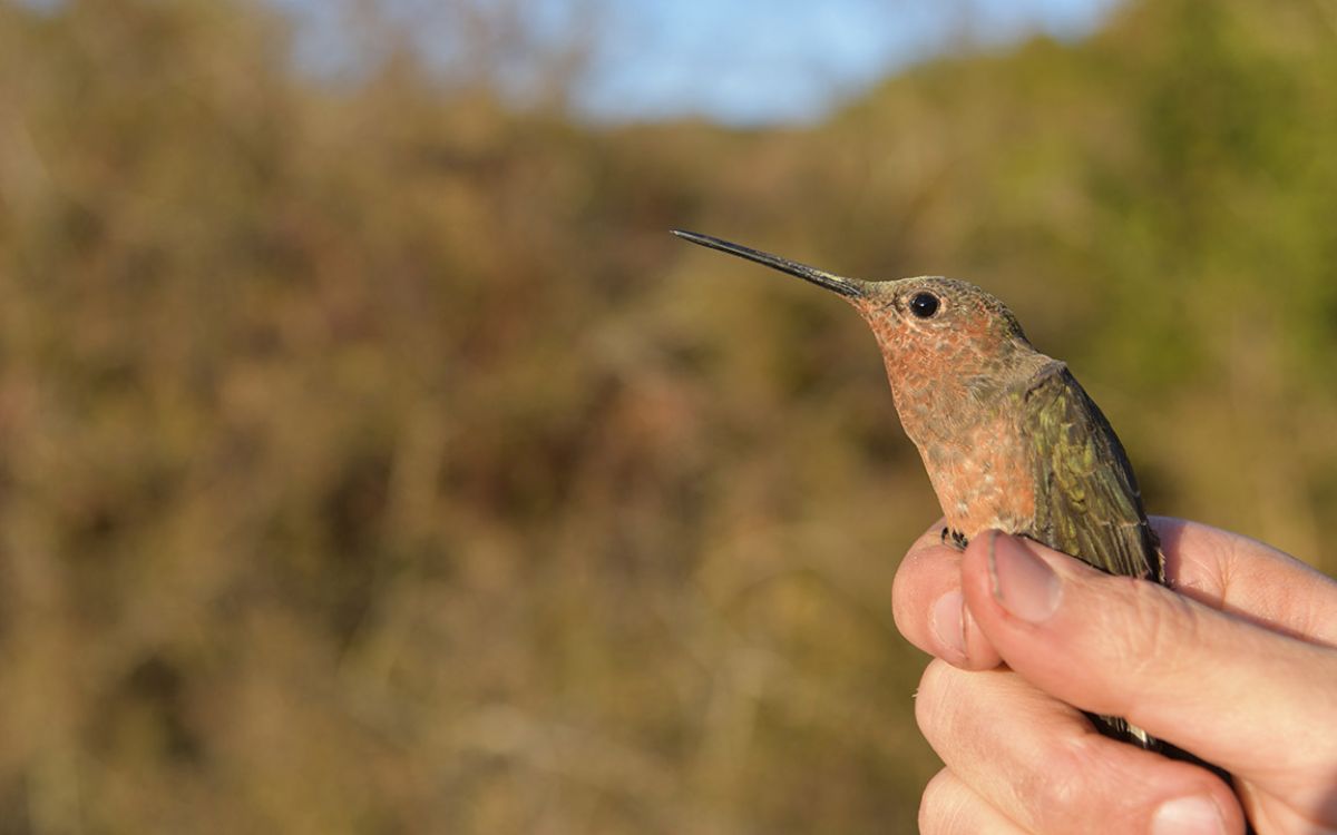 Científicos descubren al colibrí más grande del mundo