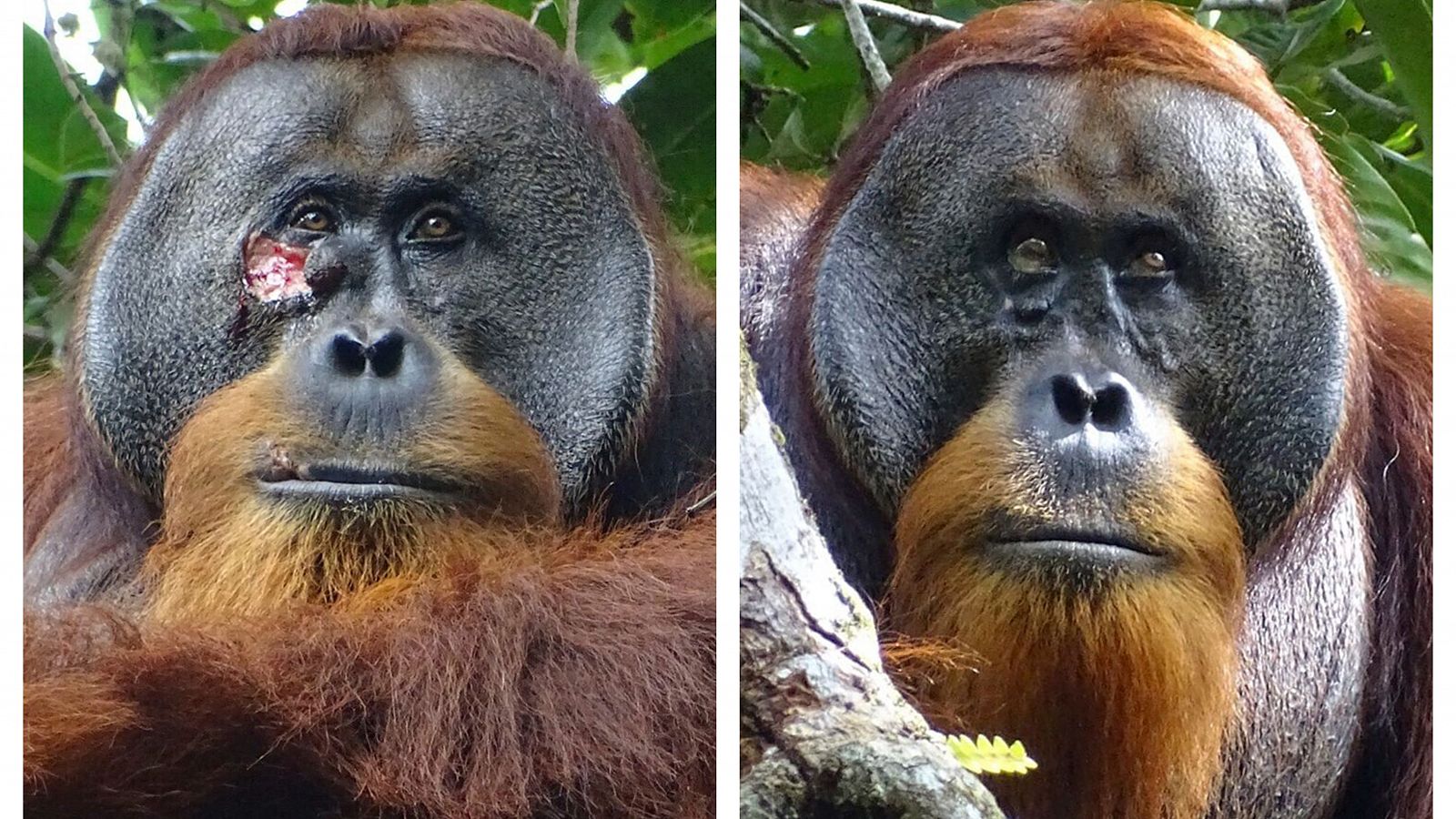 Orangután en Indonesia Utiliza Medicina Tradicional para Curar sus Heridas