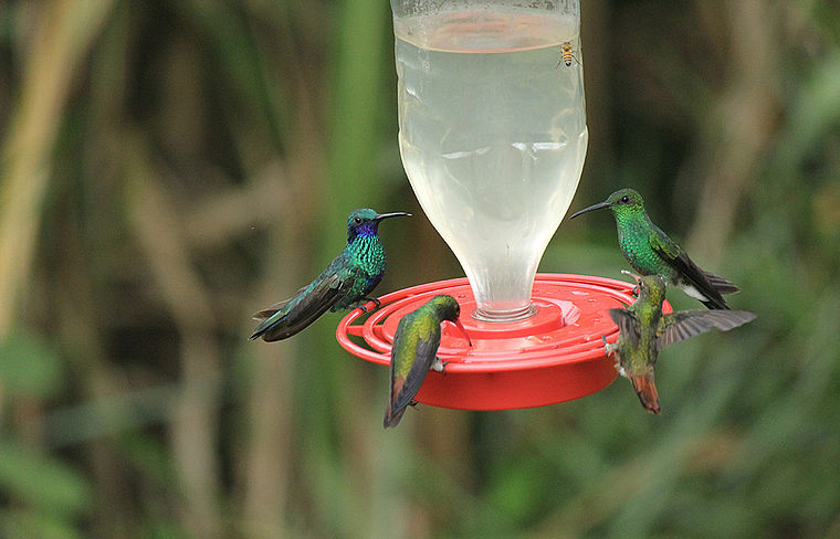 Los peligros ocultos de los bebederos de colibríes: Lo que todo amante de las aves debe saber