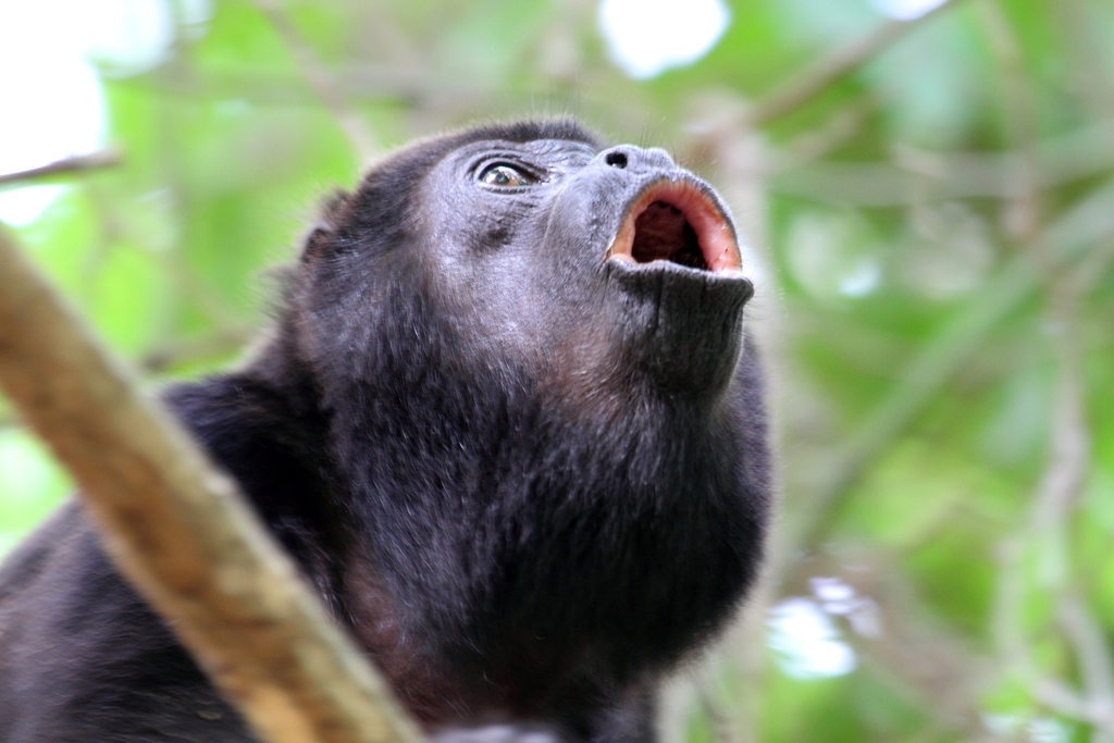 El llamado de la selva: Los monos aulladores de México en peligro de extinción