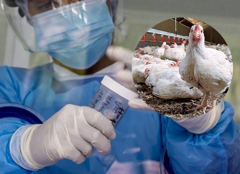 Alerta sanitaria en México: Primer caso mortal de gripe aviar H5N2 en humanos