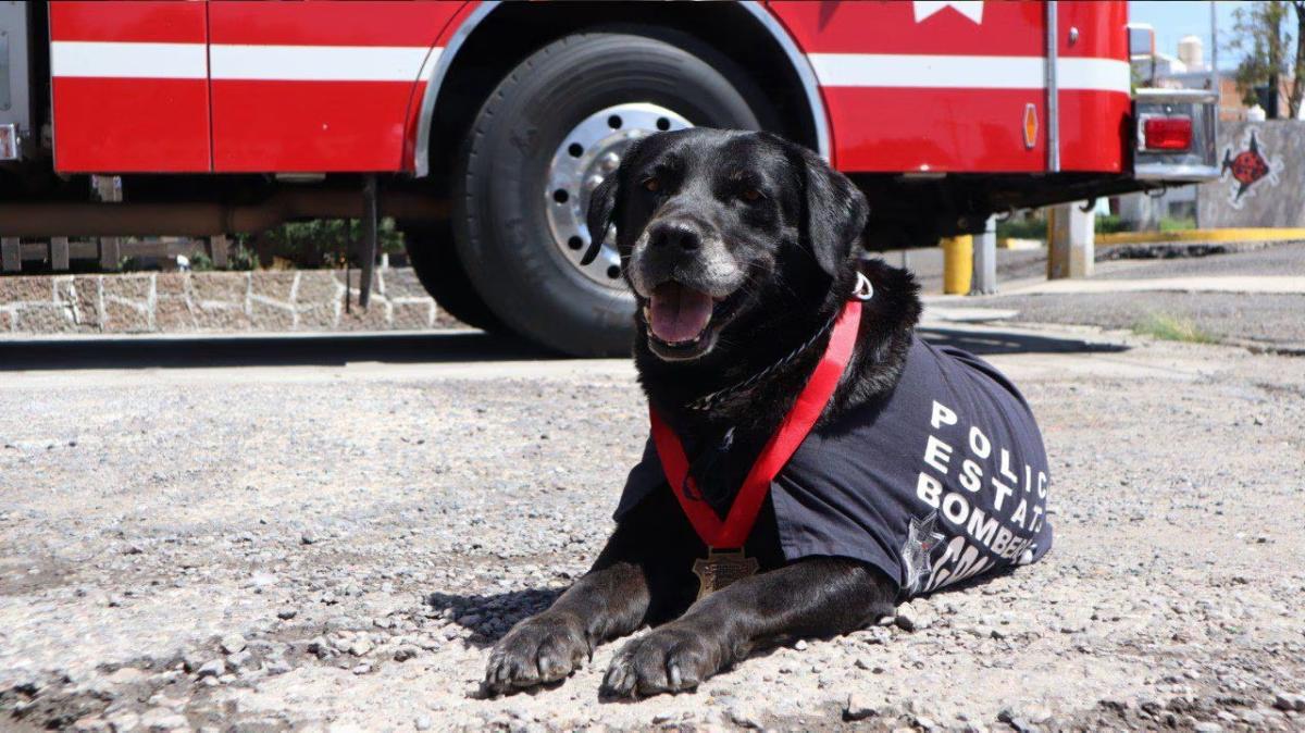 Adiós a Dana, la Heroína de Cuatro Patas: Puebla Rinde Homenaje a la Agente Canina de Rescate