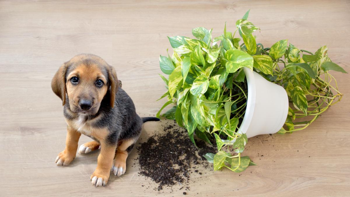 Plantas prohibidas en hogares con mascotas: un riesgo oculto en la decoración