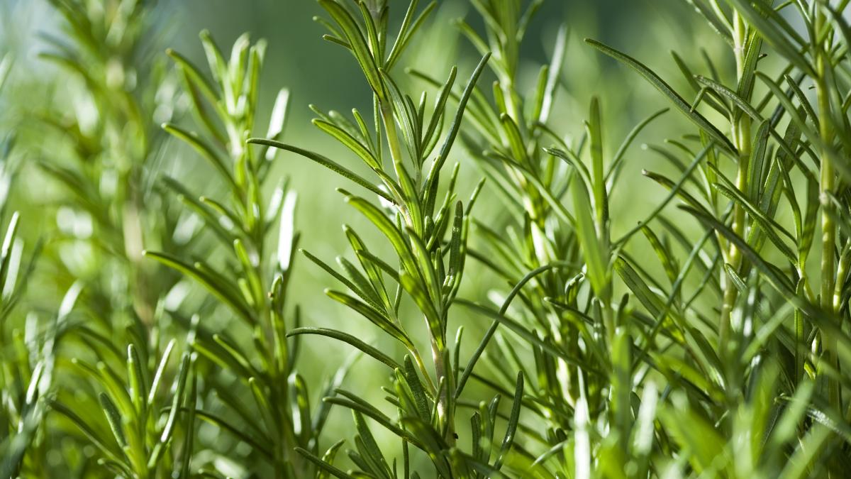 Cultiva romero en casa y disfruta de su aroma y beneficios