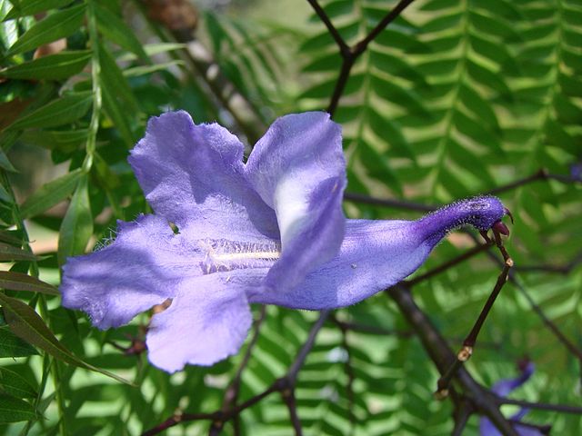 Descubre los beneficios medicinales de la flor de jacaranda