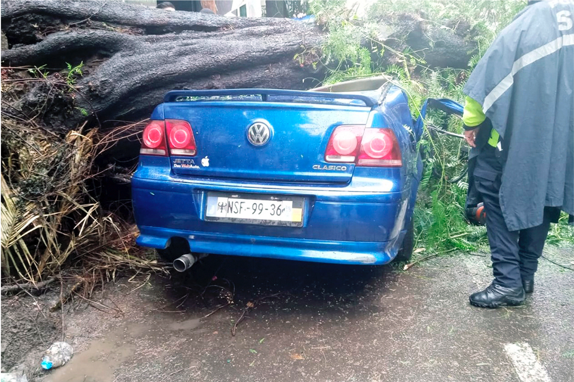 Lluvias en CDMX provocan la muerte de una mujer y la supervivencia de su bebé por caída de árbol