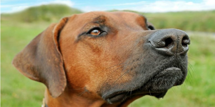 Mitos y realidades de la nariz seca en perros: ¿Cuándo preocuparse?