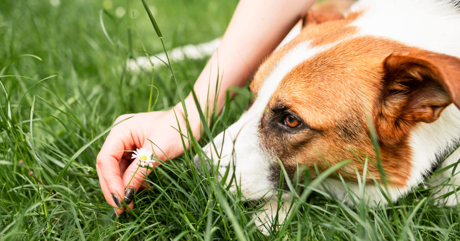 Protege a tu perro de las moscas con este repelente casero y natural