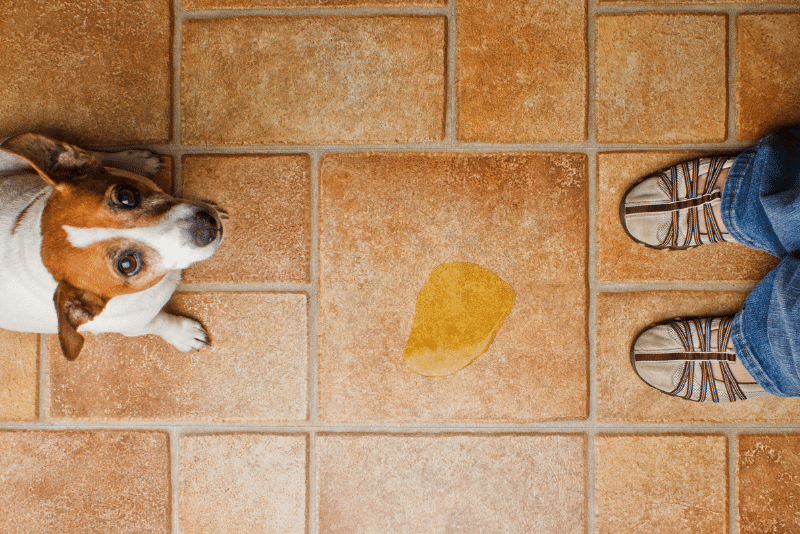 ¿Tu perro se hizo pis dentro de casa? Guía práctica para mantener tu hogar libre de manchas y olores