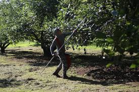 Inseguridad y Desafíos en el Sector Agropecuario de Morelos