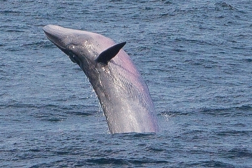 Increíble hallazgo: reapareció un animal que no se veía desde 1929