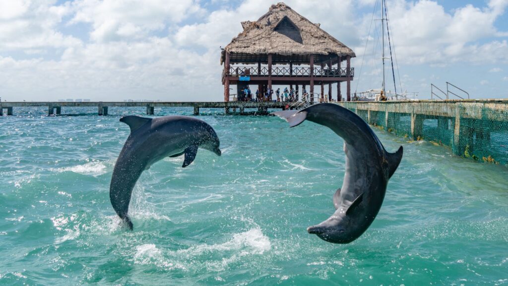 En busca de delfines: los mejores rincones de México para avistamientos mágicos