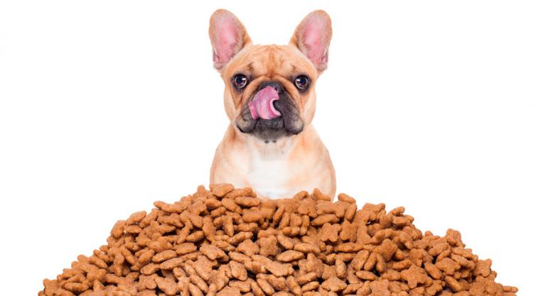 ¿Por qué tu perro rechaza su comida? Soluciones para dueños de mascotas preocupados