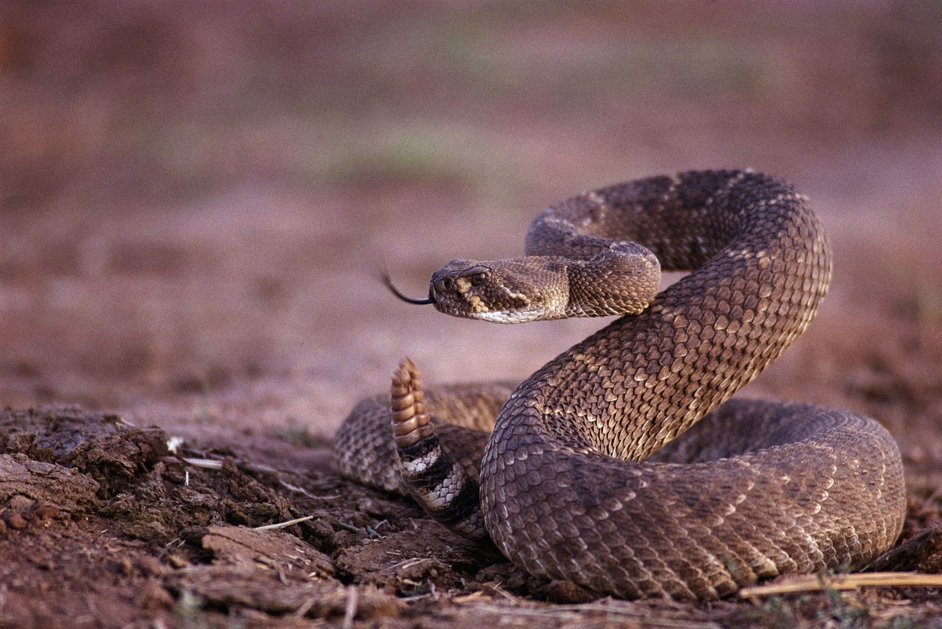 Cómo actuar si una víbora de cascabel invade tu casa