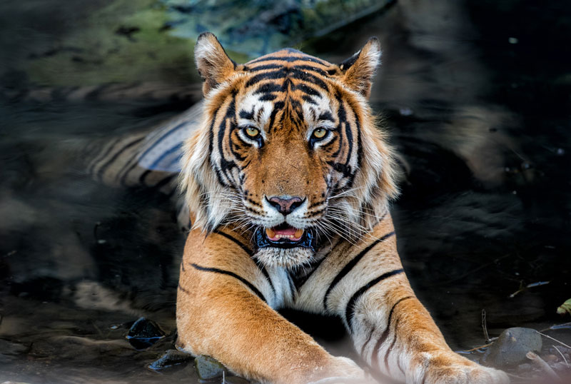 La importancia del Día Internacional del Tigre: proteger a una especie en peligro