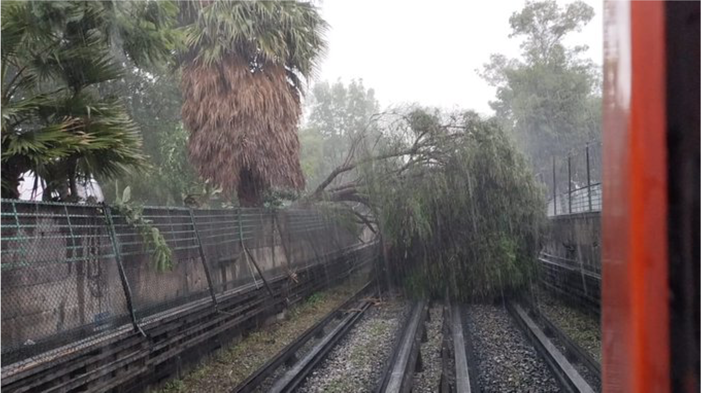 ¡Caos en la Línea 5 del Metro CDMX! Árbol caído paraliza servicio entre Instituto del Petróleo y Autobuses del Norte