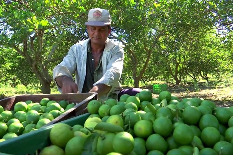 AMLO reconoce extorsión del crimen organizado a productores de limón en Michoacán