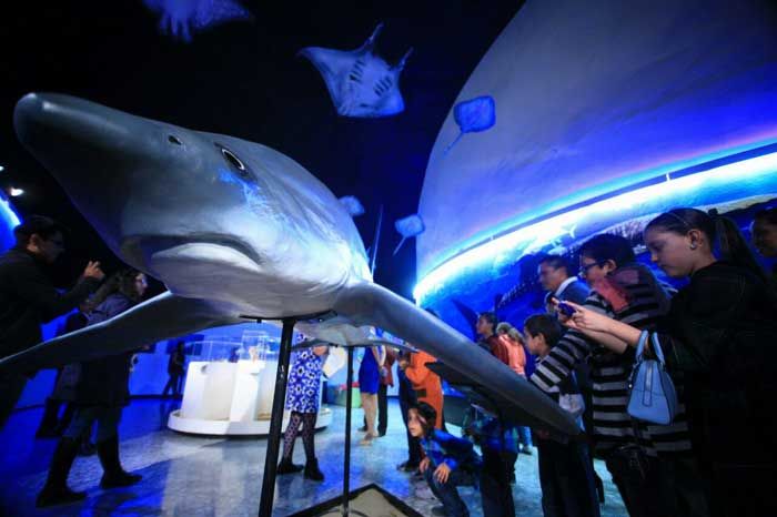 Descubre el fascinante mundo de los tiburones en el Museo de Historia Natural de Chapultepec