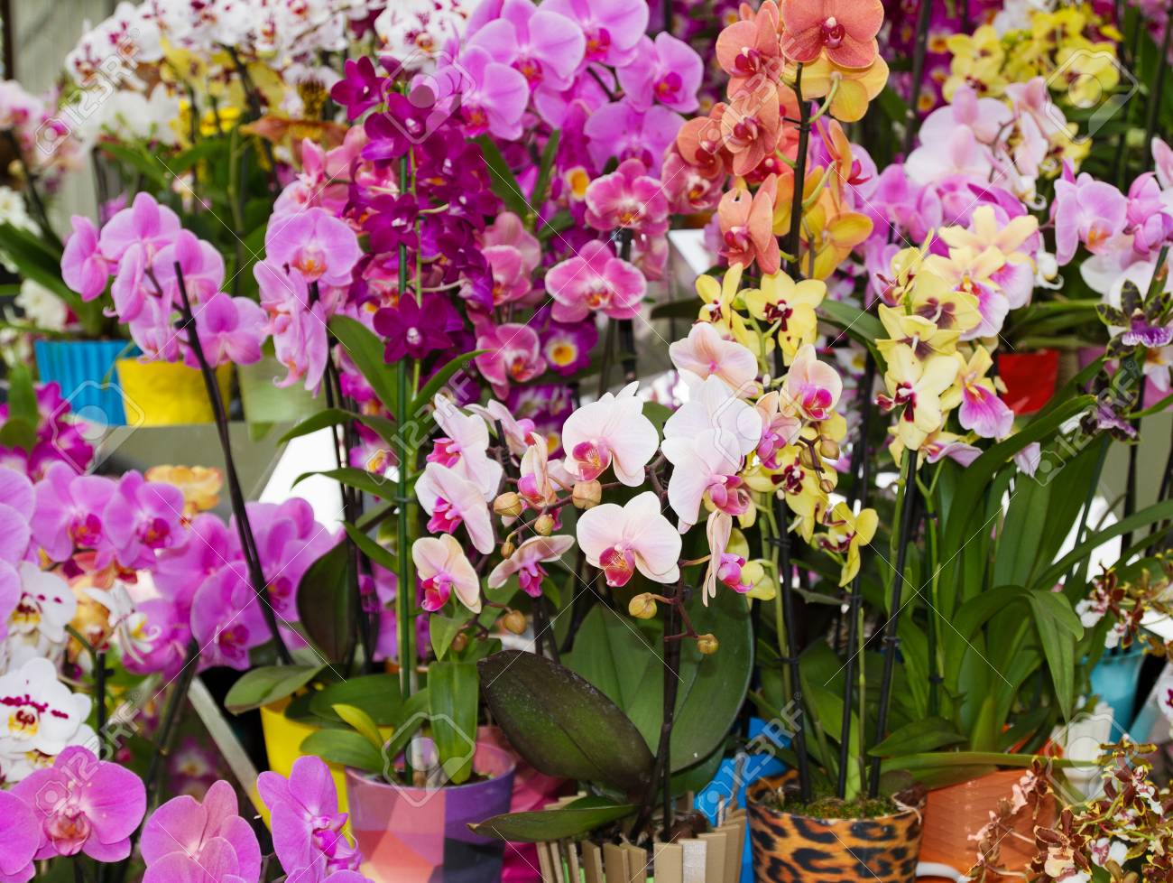 Orquídeas: belleza, diversidad y significados ocultos