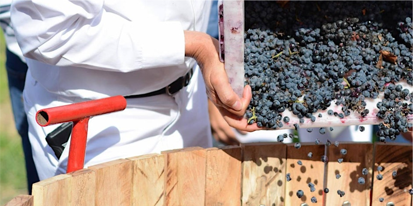 Descubre el sabor de los Altos de Jalisco en el Festival del Vino 2024