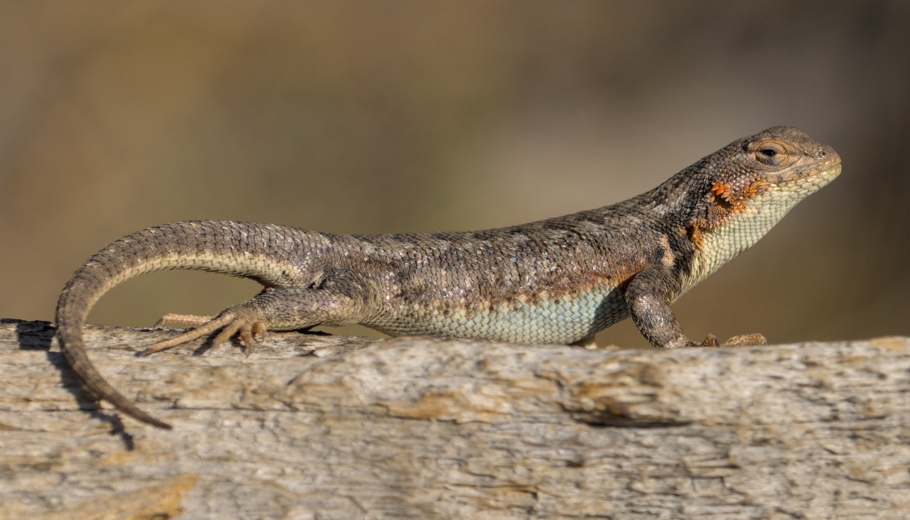 Rescatan a Lagarto Alicante de las Montañas en el Metro de la CDMX