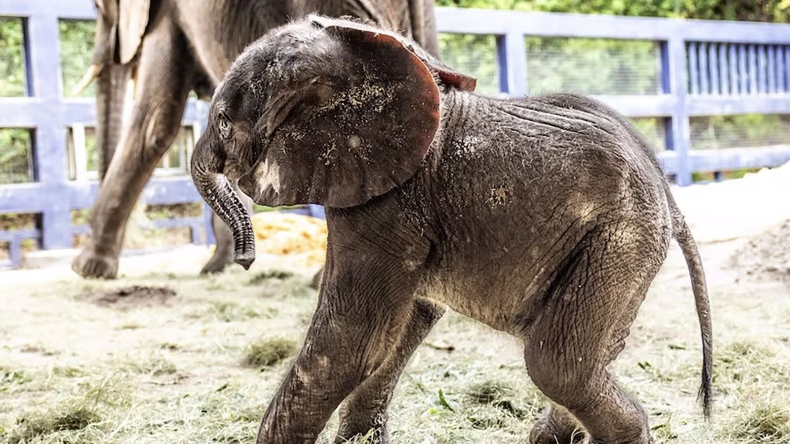 Milagro en Fresno: dos elefantes bebés nacen en menos de dos semanas