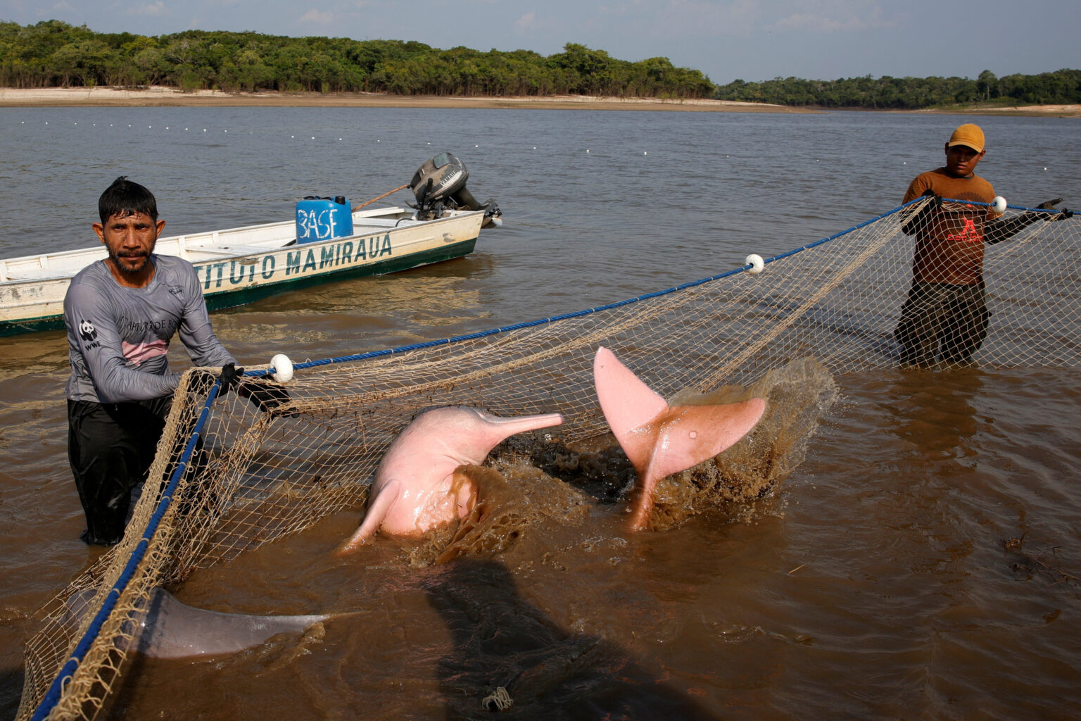 El cambio climático amenaza la vida de los delfines amazónicos