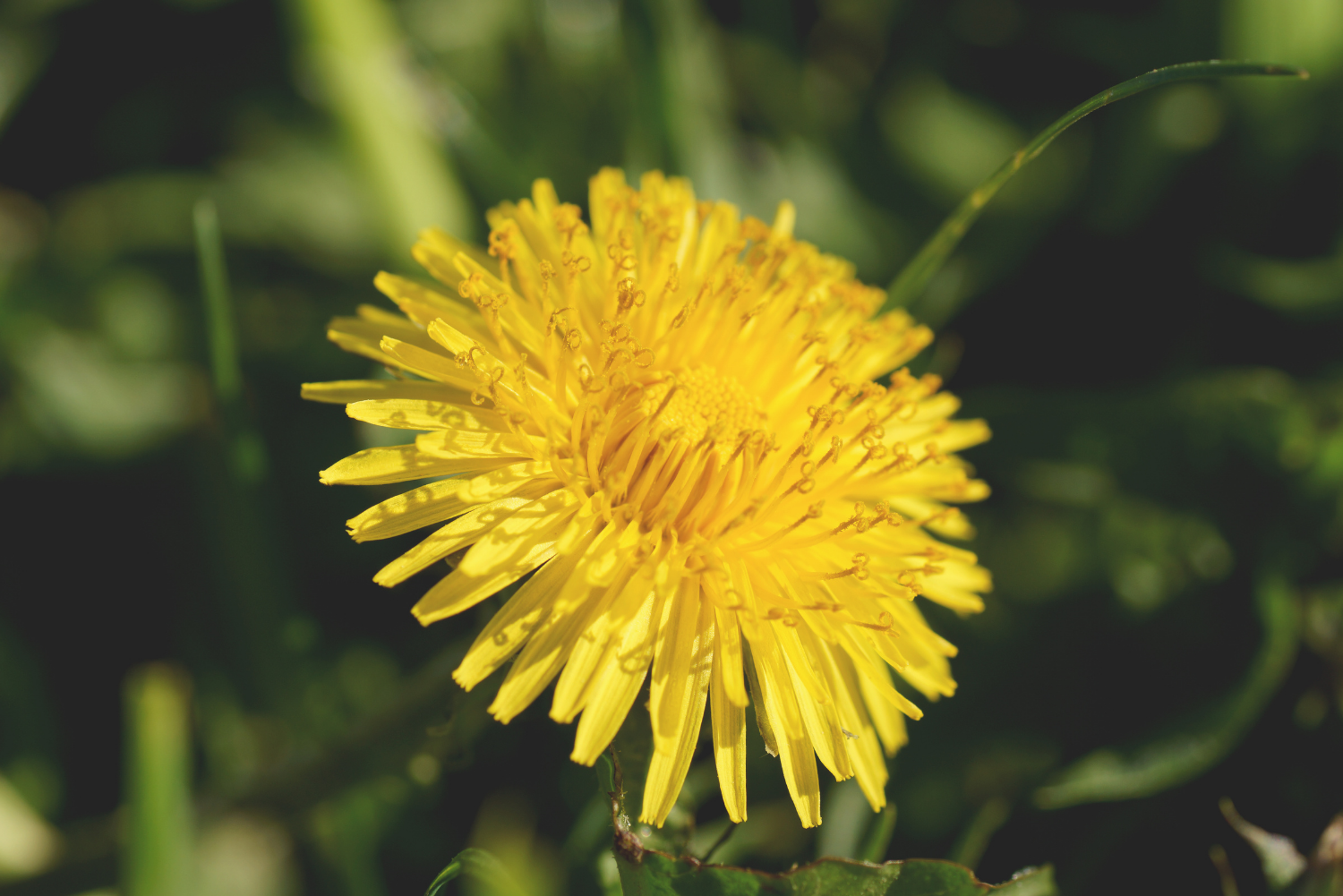 Cultiva diente de león en casa y disfruta de sus beneficios para la salud