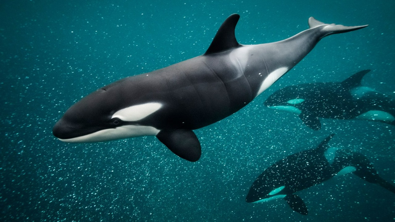 Científicos descubren por qué las orcas atacan barcos en España