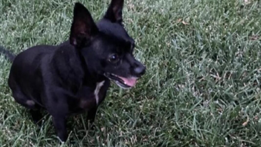 Cuddles, el chihuahua héroe que sacrificó su vida para salvar a su familia de un incendio