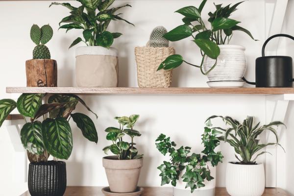 Las mejores plantas de interior para decorar tu hogar en otoño