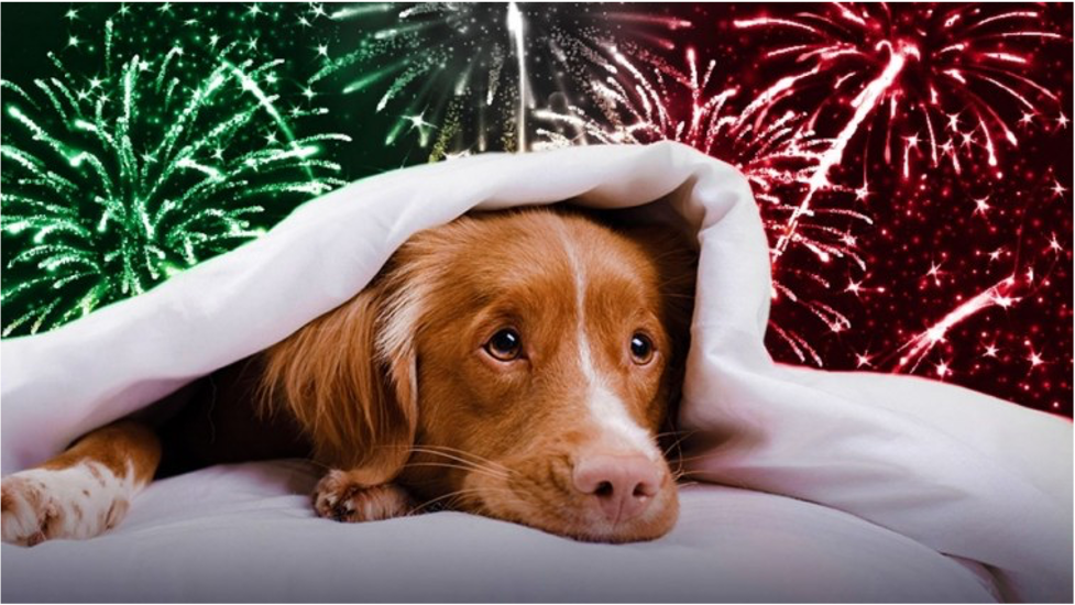 Cuidado de mascotas durante el Grito de Independencia: Tips para el 15 de septiembre